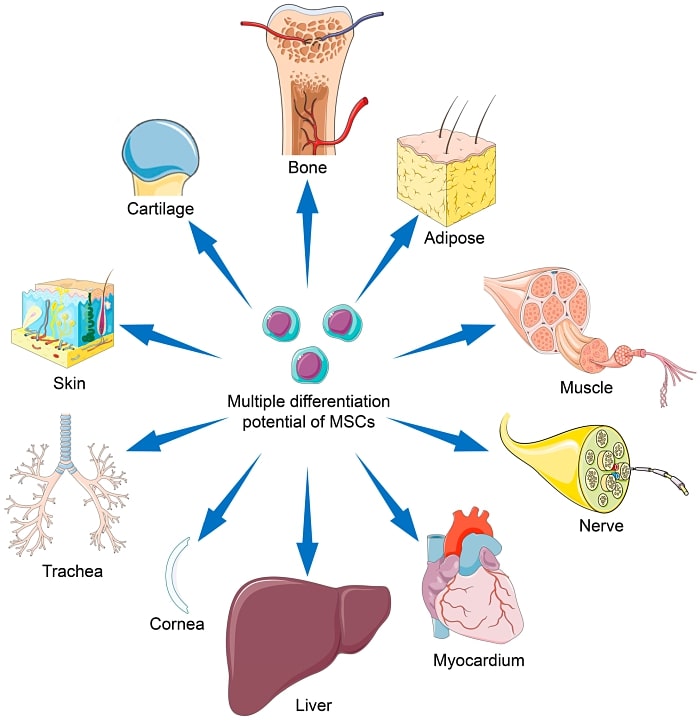 5df3e5bce2fb7e5258abc022_stem-cells-chart_opt