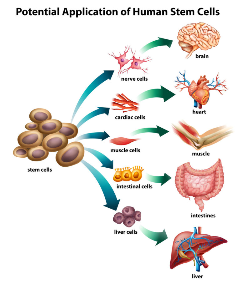 stemcellspotentials